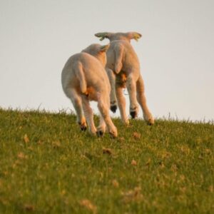 Lamsvlees
