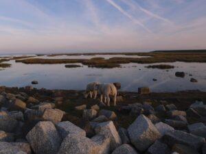 Kudde van Terschelling terschellinger lamsvlees striep wad natuurlijk