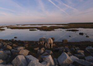 Kudde van Terschelling Terschellinger Lamsvlees lammeren wad striep natuurlijk