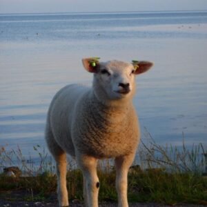 Lamsvleespakketten